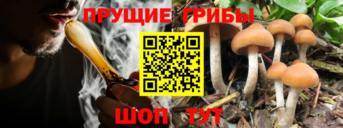 Шебекино  Псилоцибиновые грибы Cubensis  Вход с VPN 